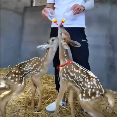 梅花鹿幼崽干饭中！