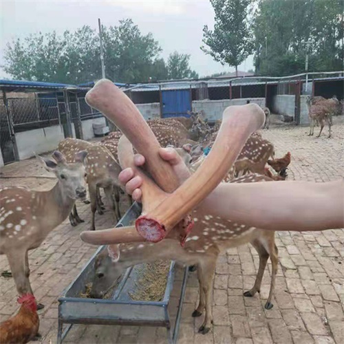 鹿茸